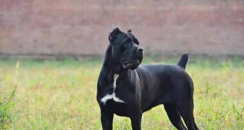 卡斯罗犬与其他獒犬的不同之处（探究卡斯罗犬作为宠物的优势与特点）