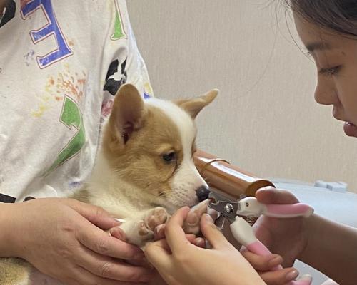 如何科学喂养凯利蓝梗幼犬（以宠物为主，让你的狗狗健康成长）