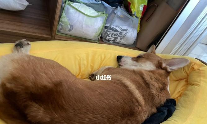 揭秘柯基犬身上的臭味问题（宠物主人必看，解决柯基犬臭味难题！）