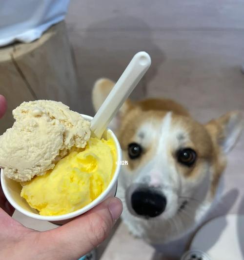 探究柯基犬喜欢四处寻食的原因（从它们的天性和饮食习惯出发，探索柯基犬为何总是贪吃又爱乱吃）