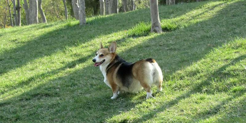 柯基犬的性格特征（探秘柯基犬的个性与行为习惯）