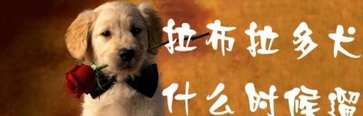 拉布拉多犬关节保健全攻略（以宠物为主，轻松掌握犬病防治知识）