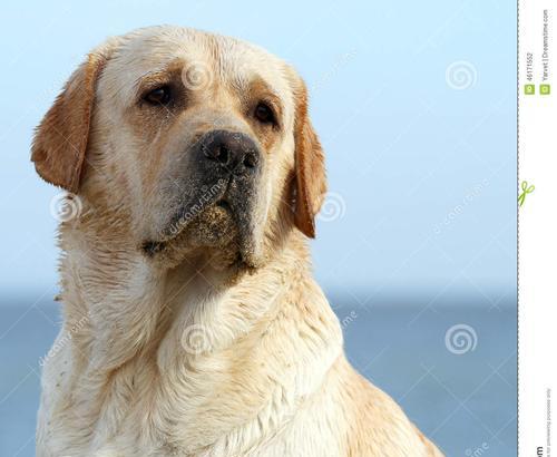 如何让拉布拉多幼犬快速成长？（掌握这些饮食原则，让您的宠物健康成长）