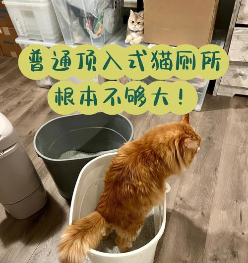 如何自制猫厕所？（以宠物为主的DIY教程）