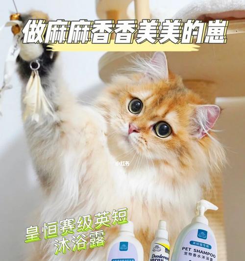 宠物猫咪掉毛的问题与解决方法（如何正确选择和使用沐浴露，让猫咪健康无毛症）