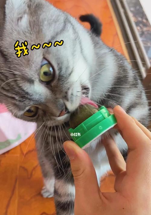 猫薄荷的危害与正确使用（为什么猫喜欢薄荷？如何避免滥用？）