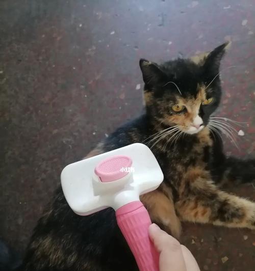 猫咪梳毛，为何如此重要？（探究猫咪梳毛的好处和正确梳毛的方法）