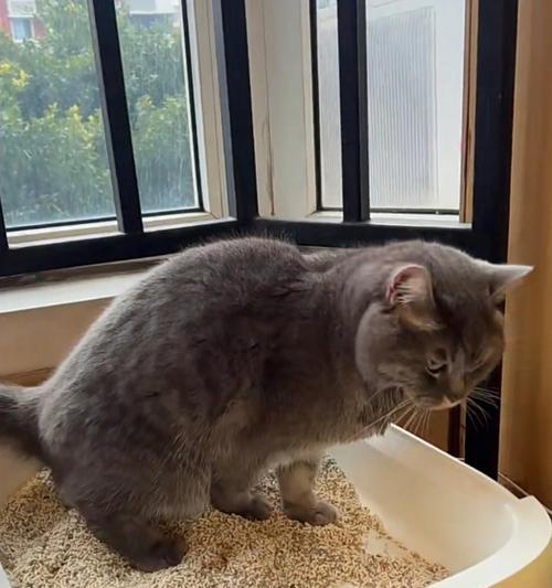 猫咪突然在家乱尿，原因大揭秘！（探究猫咪乱尿的9大原因，让你一秒懂宠物心理）