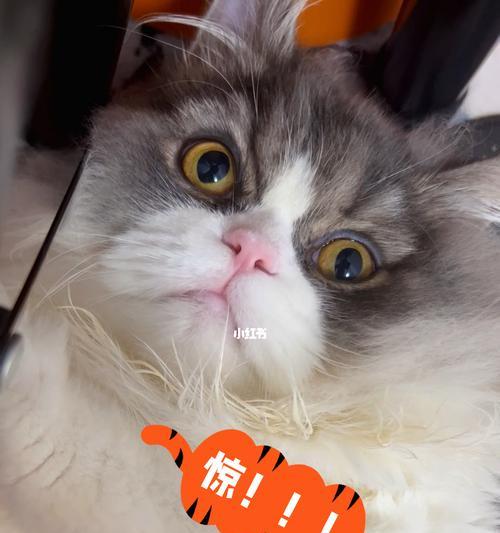 猫有灵性，能听懂人话吗？（探讨猫的灵性及其与人的交流关系）