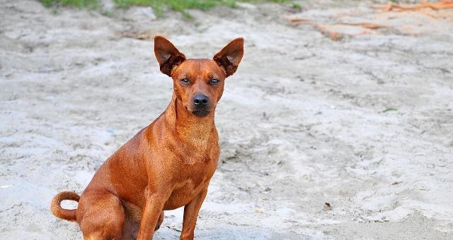 如何为迷你杜宾犬增肥（宠物瘦弱的危害及增肥方法）