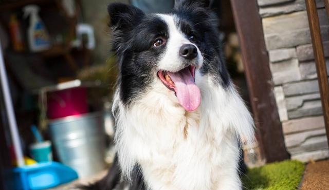 边境牧羊犬能否喂食止痛药？（为宠物健康着想，必须了解这些关键信息。）