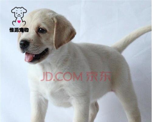 为什么以牛奶不如犬奶喂养拉布拉多幼犬？（探究拉布拉多幼犬饮食需求和营养要求）