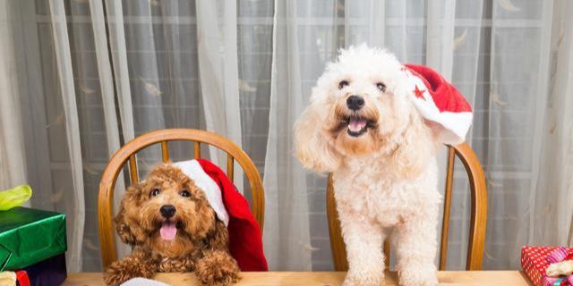 秋天如何科学喂养贵宾犬（注意营养均衡，防止寒冷侵袭）