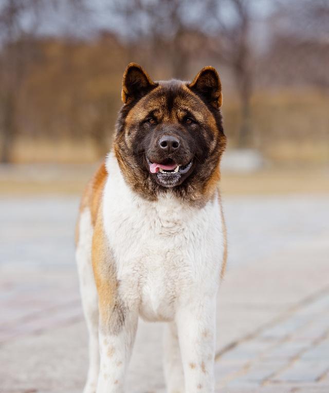 如何训练秋田犬成为好宠物？（秋田犬的性格特点、训练方法及注意事项）