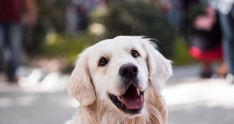 犬类发育关键阶段第四阶段——成熟期（狗狗从青春期到成年期的变化和需要）