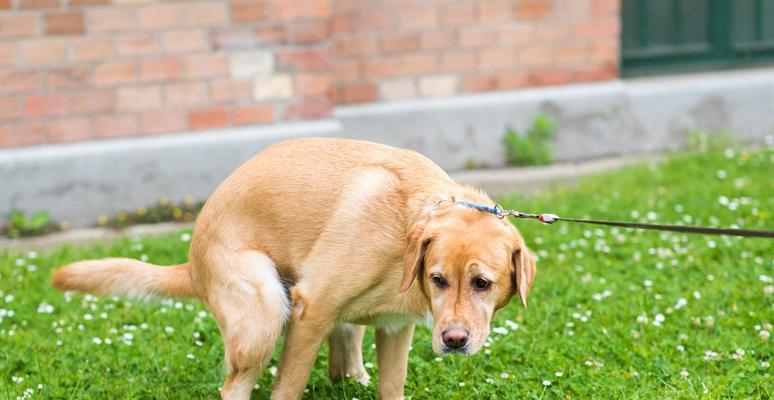 犬瘟热的综合治疗方案（全面了解犬瘟热病因与治疗，保护您的爱宠）