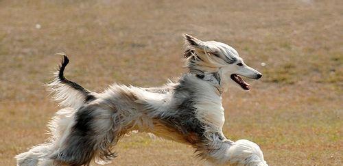 让你的阿富汗犬毛发更加光彩照人（掌握这些方法，让你的宠物毛发充满生机与活力）