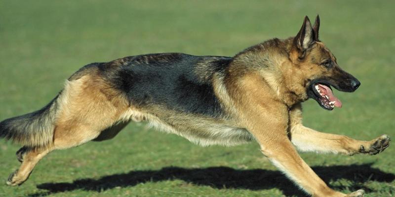 保护德国牧羊犬狗狗的牙齿——如何让你的狗狗拥有健康的口腔