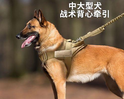 如何调整金毛犬狗狗的作息时间（让宠物健康快乐的生活方式）