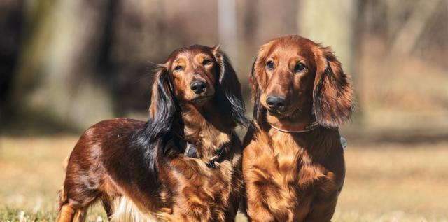 让你的宠物腊肠犬告别乱吃东西的毛病（如何改掉腊肠犬乱吃东西的习惯，让它健康快乐？）