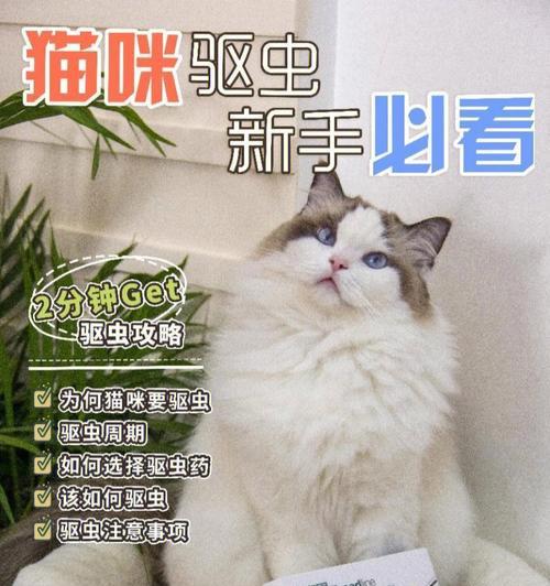 如何给宠物猫咪驱虫（注意事项及方法）