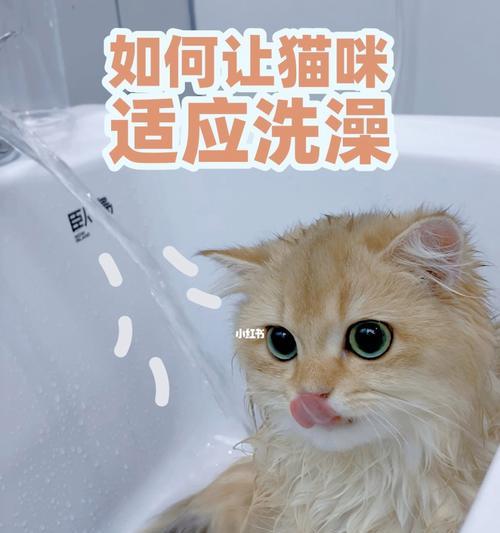 如何正确给猫洗澡（一步一步按步骤为您详细介绍猫洗澡的正确方法）