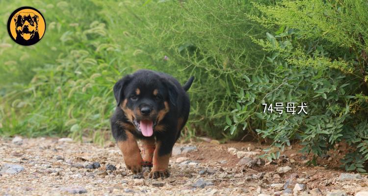 如何训练罗威纳幼犬？（宠物训练的几个注意点）