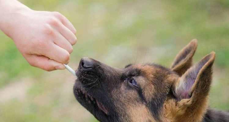 纠正德国牧羊犬咬人行为的方法（以爱宠为主，让犬只知道正确的行为）