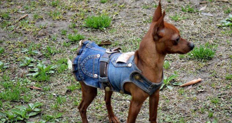 培养可爱的小鹿犬——训练要点解析（宠物主人必看，小鹿犬训练全攻略）