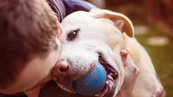 治疗宠物犬的分离焦虑症（如何让你的犬只从分离症中恢复）