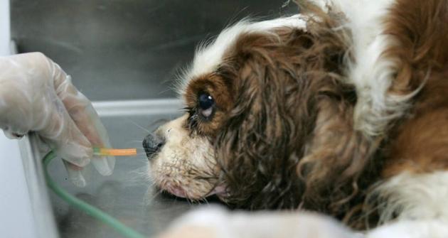 苏格兰牧羊犬便秘原因分析（探究苏格兰牧羊犬便秘的原因及解决方法）