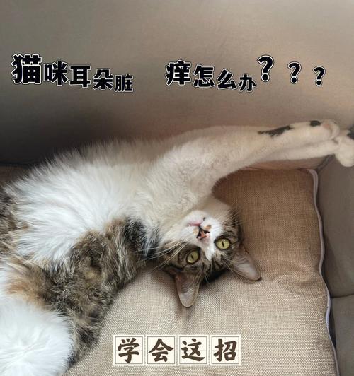 为什么猫咪耳朵有时候会流黄水？（探究猫咪耳朵流黄水的原因和解决方法，保障宠物健康）