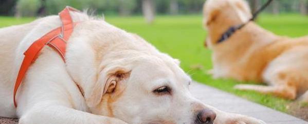 夏日洗狗宝典（宠物犬洗澡注意事项及清洗技巧）