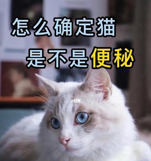 小猫便秘怎么办？（以药物为主，有效缓解小猫的便秘问题！）