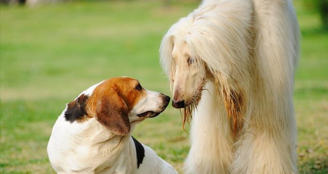 如何有效训练阿富汗猎犬（以宠物为主，使用积极的方法来训练您的阿富汗猎犬）