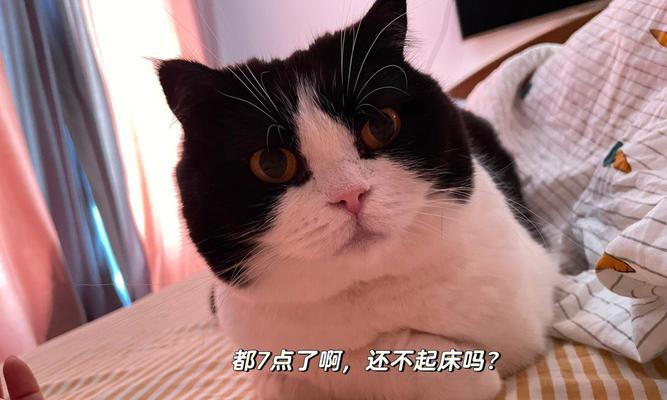 小猫晚上不停叫唤的原因分析（探究宠物猫在夜间为何会大声叫唤的原因）