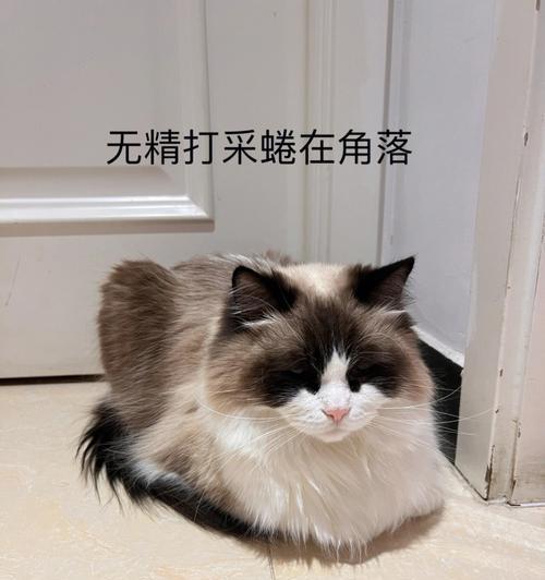 小猫咪无精打采怎么办？——宠物护理小技巧（让你的小猫咪重获精神和活力）