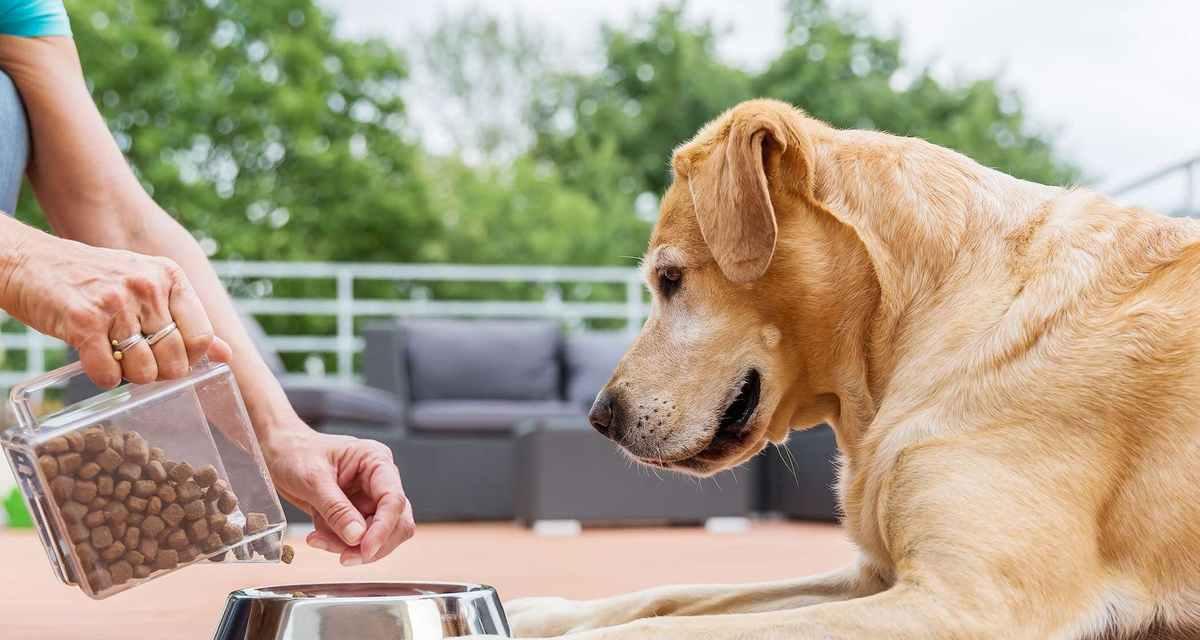 幼犬狗粮一天吃多少钱？（宠物幼犬的健康饮食）