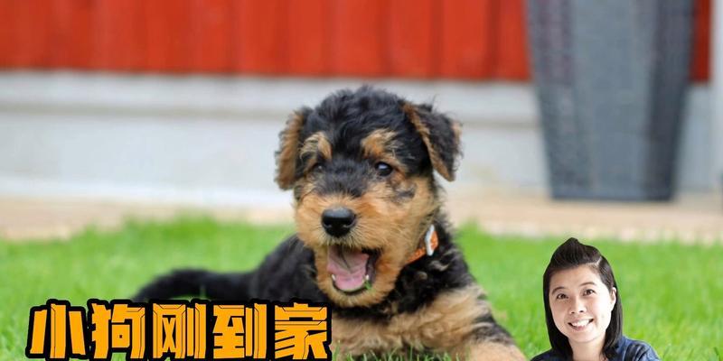 幼犬大小便训练指南（让宠物成为文明犬的必备技能）