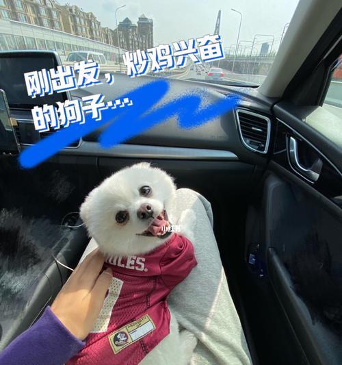 幼犬晕车吐了该怎么办？（宠物也需要注意交通安全，给幼犬一个舒适的旅途）