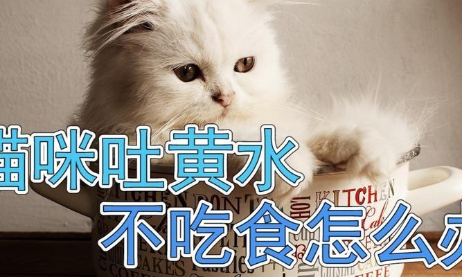 猫咪呕吐问题解决办法（从宠物主人的角度出发，如何防止和治疗猫咪呕吐）