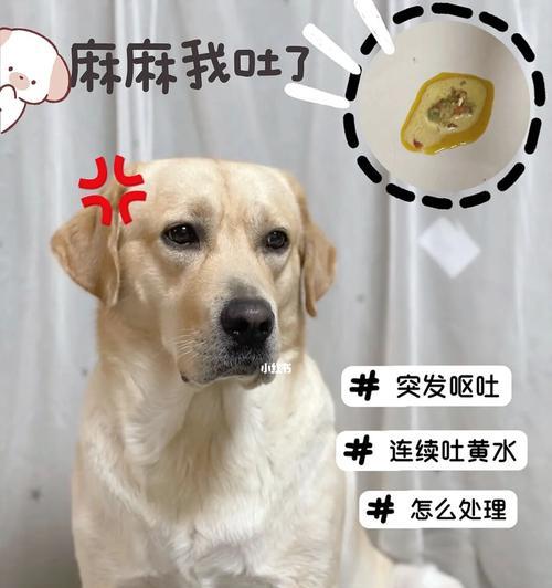 狗狗老是吐？别忽视这些问题（如何正确应对狗狗频繁呕吐？）