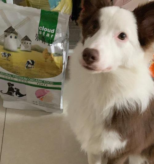 如何选择适合边牧幼犬的狗粮（为您的宠物提供最好的营养）