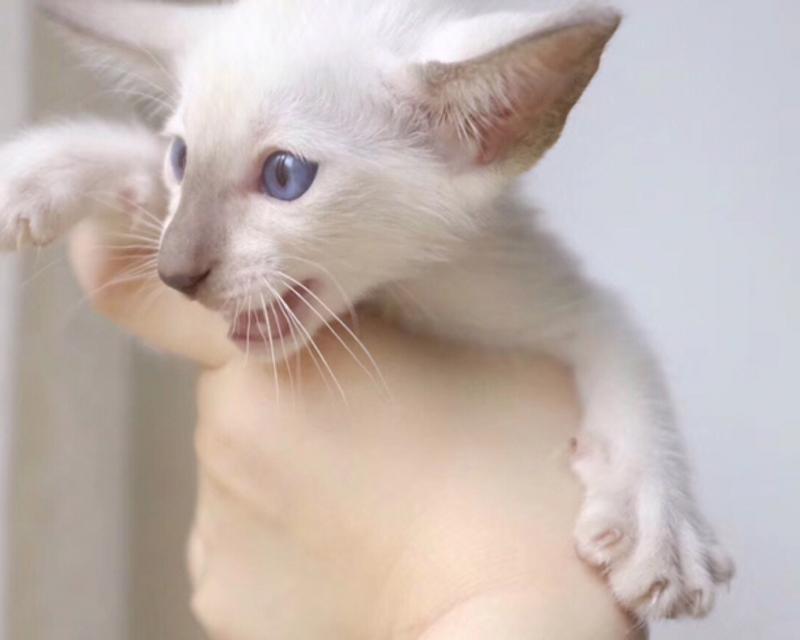 东方短毛猫白色价格揭秘，一只需要多少钱？（以宠物为主，了解白色东方短毛猫的价格和购买要点）