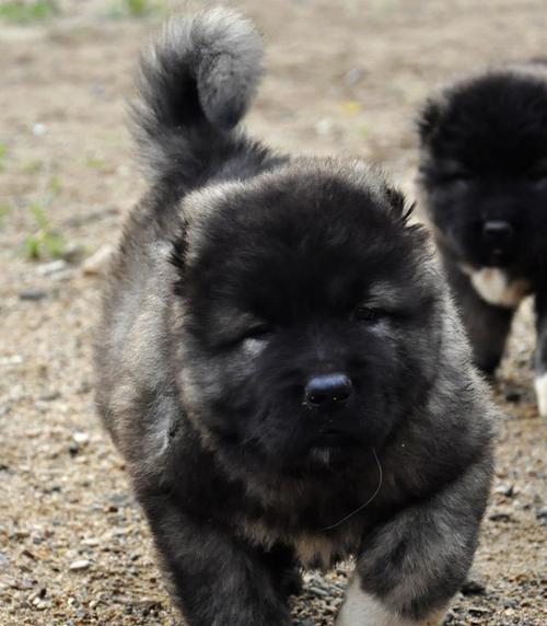 高加索幼犬出生的特征与培养方法（以宠物为主，了解高加索幼犬的成长秘诀）