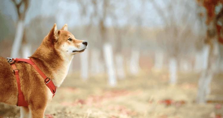 如何正确饲养你的柴犬（关爱你的毛茸茸伙伴，让它健康快乐成长）