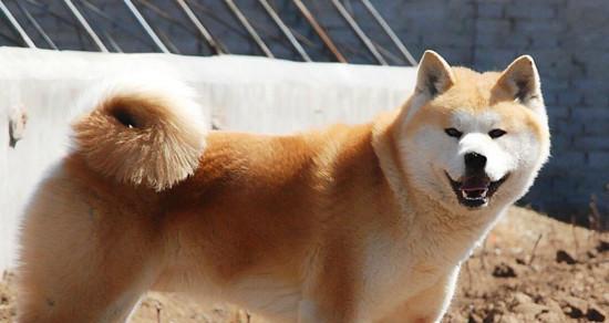 秋田犬饲养全攻略（详细介绍秋田犬的喂养、训练及日常护理要点）