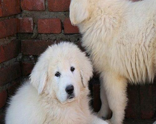 如何科学养护大白熊犬（掌握饲养技巧，成为大白熊犬的贴心伙伴）