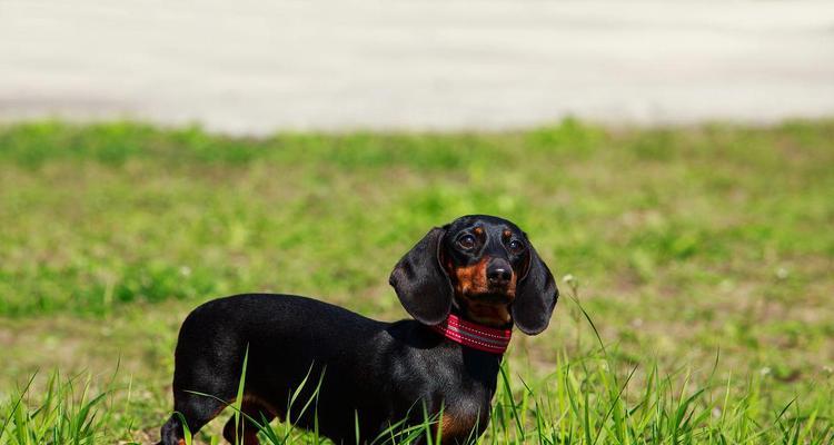 如何正确饲养腊肠犬（宠爱你的腊肠犬，让它健康快乐成长）