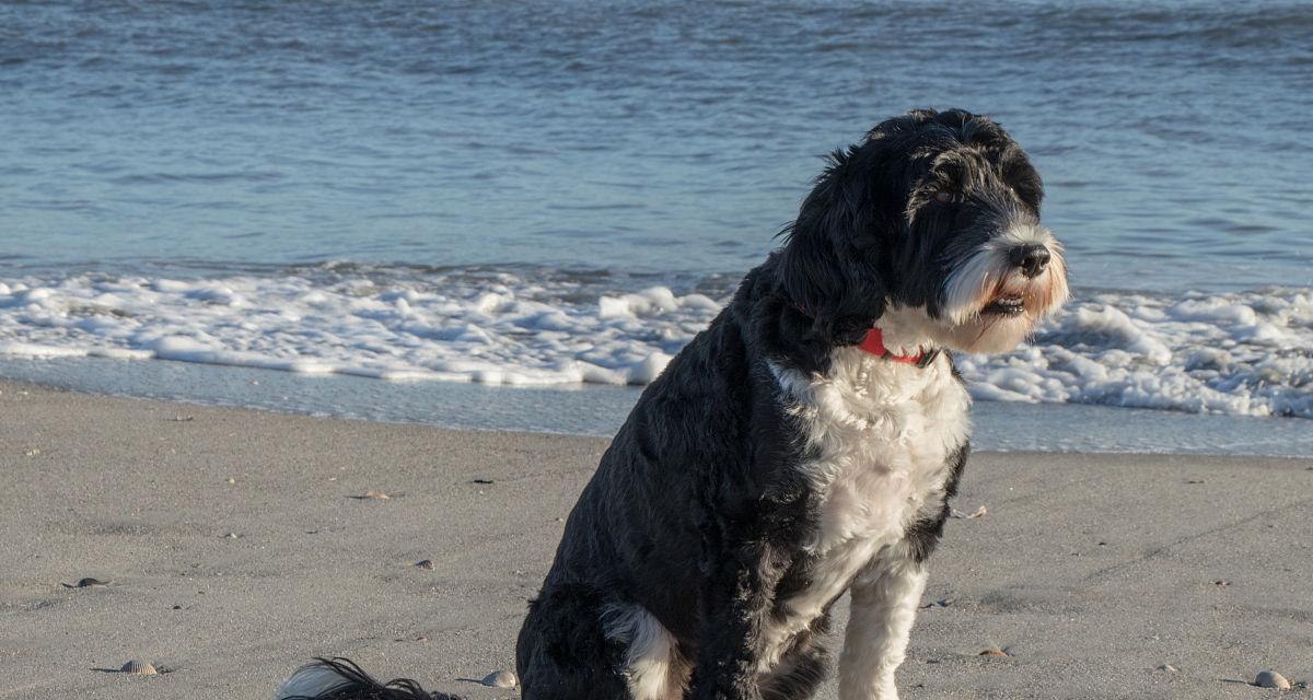 葡萄牙水犬的饲养方法（以宠物为主，让你的爱犬健康成长）